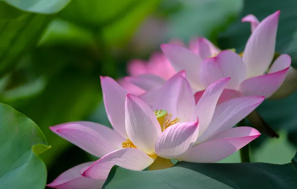 Macro, petals, Lotus