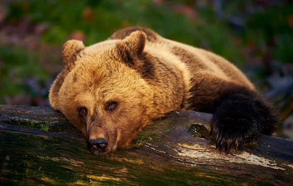 Picture bear, stay, log, face, the Bruins, bear