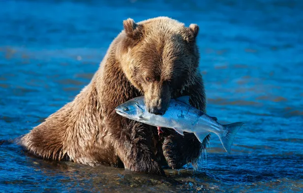 Picture look, face, pose, river, fishing, fish, paws, bear