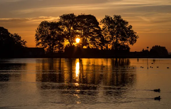 Picture the sky, the sun, trees, sunset, pond, home, the evening, silhouette