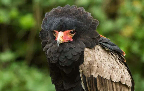 Picture bird, feathers, Caracara