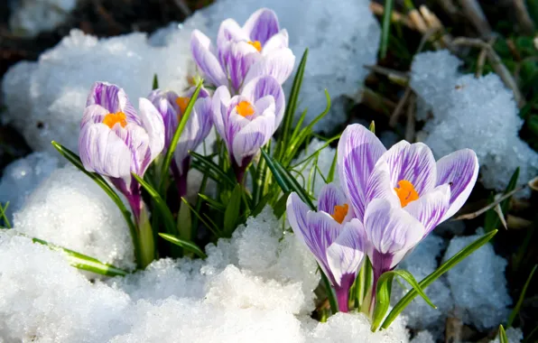 Picture snow, spring, crocuses