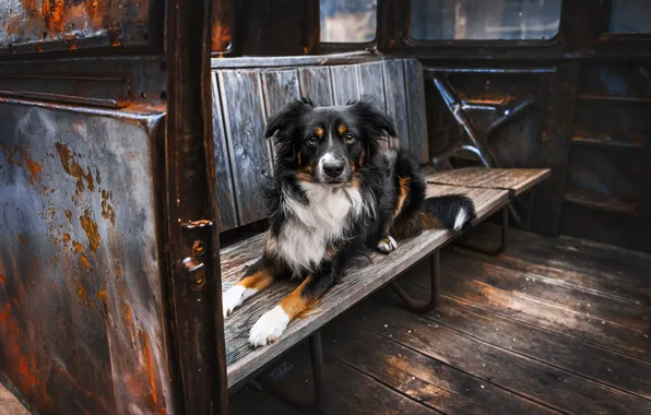 Look, pose, dog, face