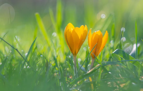 Picture grass, light, flowers, yellow, glade, spring, crocuses, bokeh