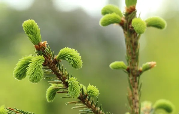 Spring, plant, spruce, twig