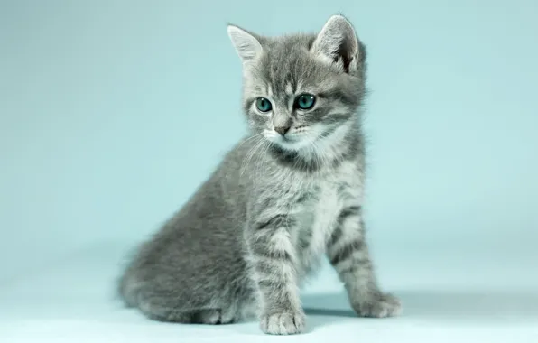 Cat, look, pose, kitty, grey, background, blue, portrait