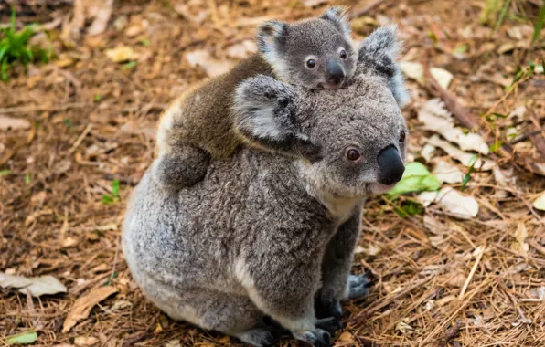 Look, nature, pose, glade, a couple, sitting, cub, mom