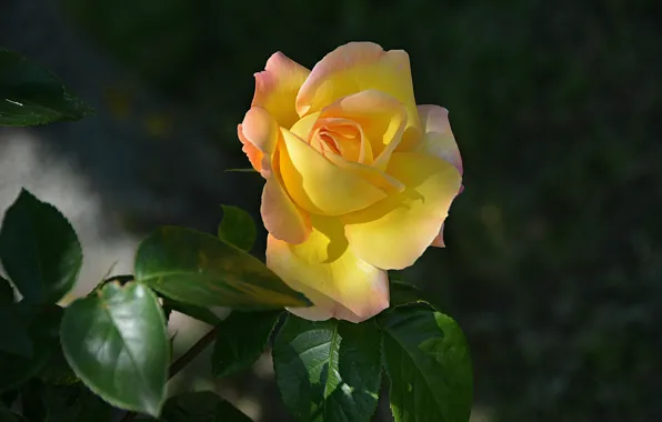 Picture Rose, Rose, Yellow rose, Yellow rose