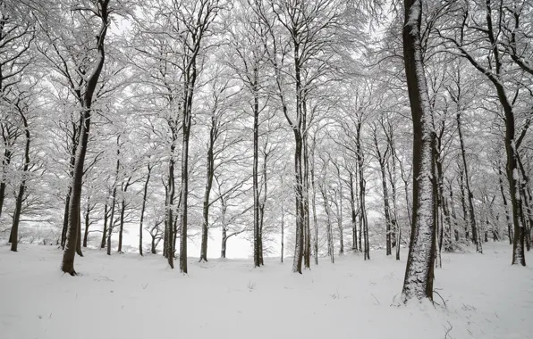 Picture winter, forest, snow, trees, England