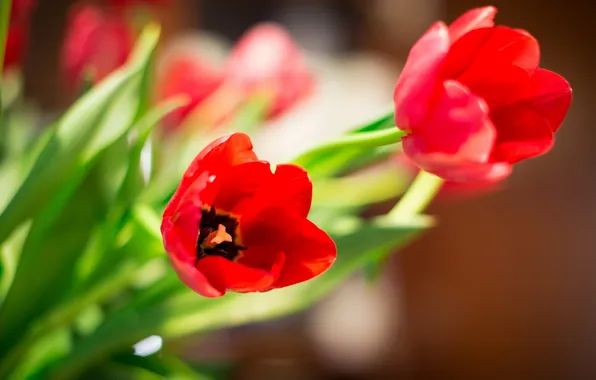 Flowers, nature, tulips