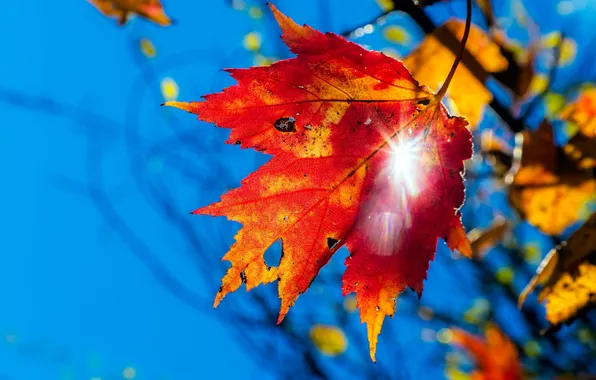 Autumn, leaves, nature