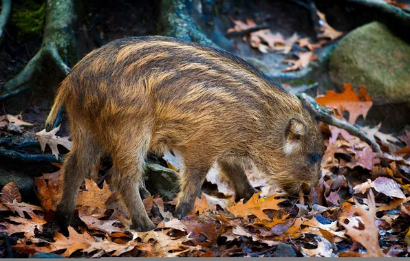 Picture forest, nature, Little Piglet