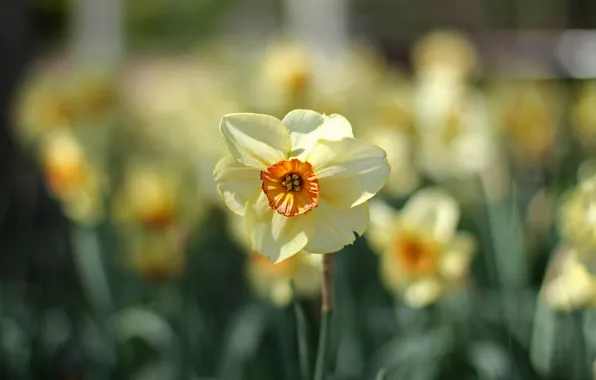Flowers, nature, focus, spring, a lot, daffodils