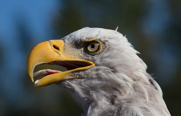 Eyes, look, bird, eagle, head, beak