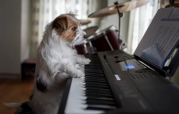 Picture dog, piano, musician, doggie, Jack Russell Terrier