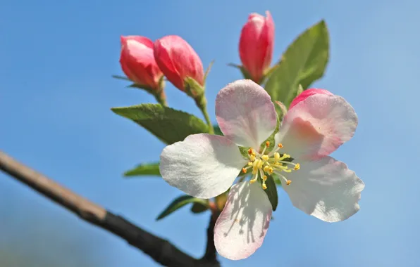 Picture macro, spring, Apple, flowering, trees, blossom, Flowering