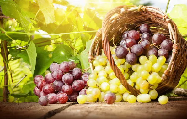 Picture leaves, basket, grapes, bunches