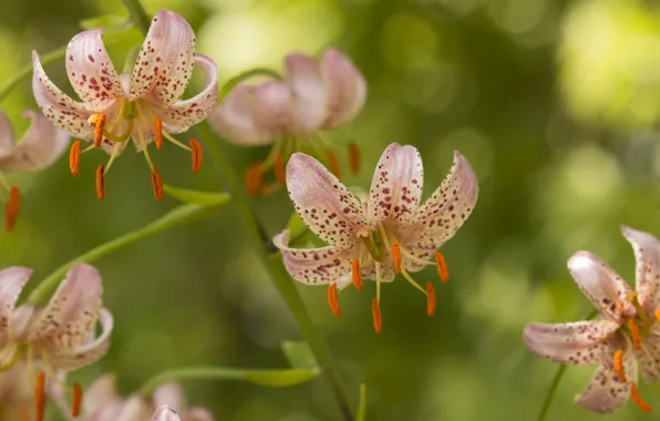 Background, Lily, petals, stamens