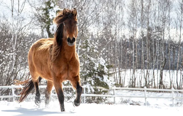 Picture winter, snow, horse