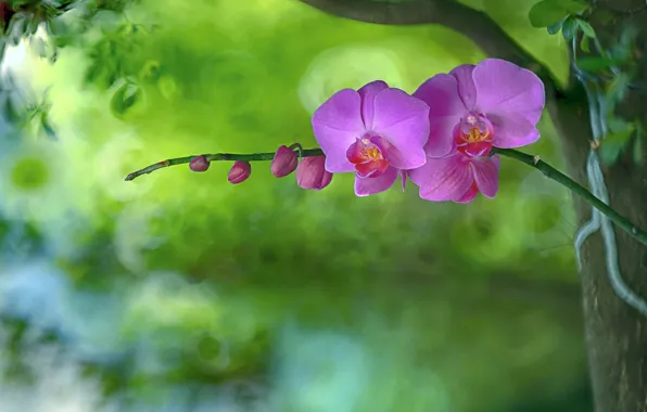 Picture background, petals, Orchid