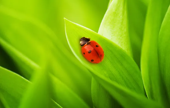 Picture grass, leaves, nature, ladybug, bugs, grass, nature, green macro