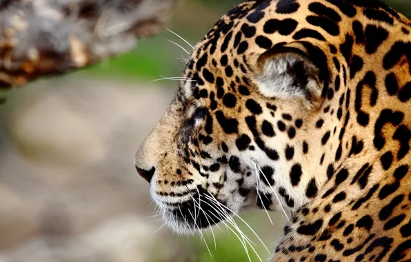 Face, predator, Jaguar, profile, wild cat