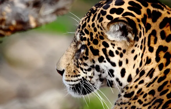 Picture face, predator, Jaguar, profile, wild cat