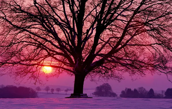 The sun, snow, trees, sunset, red, tree, lilac, Winter