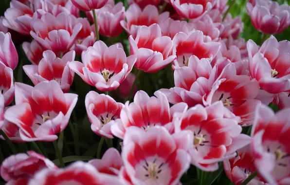 Picture flowers, tulips, a lot, pink and white