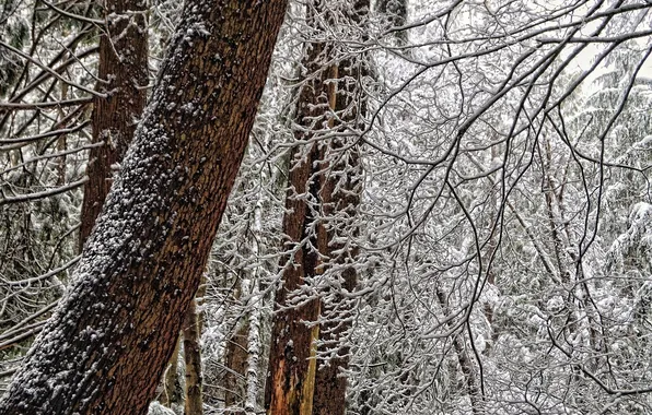 Winter, forest, snow, trees, branches, trunk