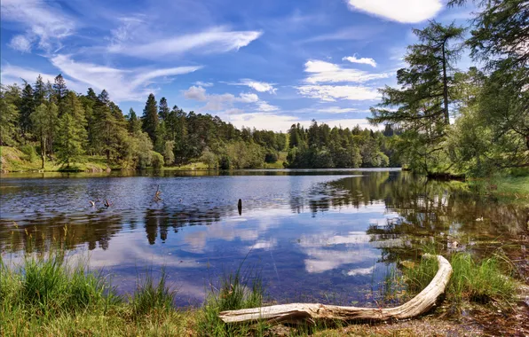 Forest, mountains, nature, lake, stones