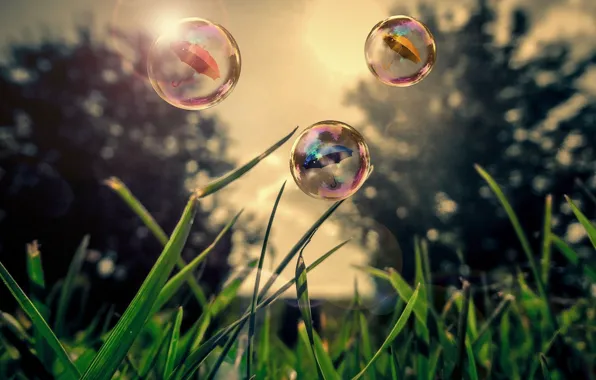 Grass, nature, bubbles, umbrella, bubbles, grass, nature, umbrella
