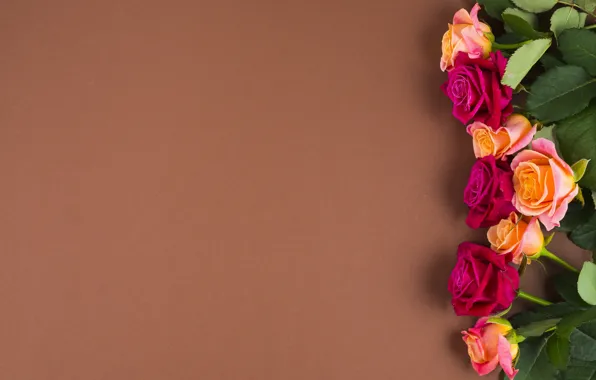 Flowers, yellow, roses, pink, buds, yellow, pink, flowers