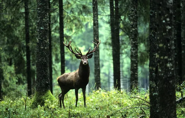 Picture green, woods, animal, deer, wildlife