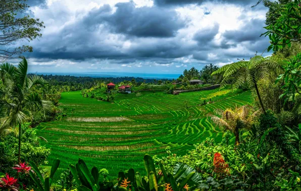 Greens, clouds, tropics, palm trees, jungle, Indonesia, houses, plantation
