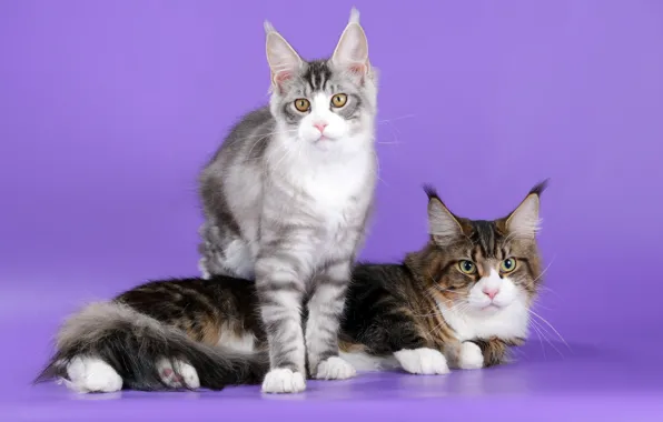 Cats, ears, breed, Maine Coon