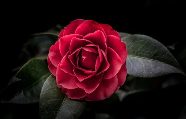 Leaves, close-up, red Camellia