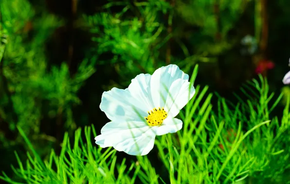 Picture greens, white, summer, leaves, space, light, flowers, the dark background