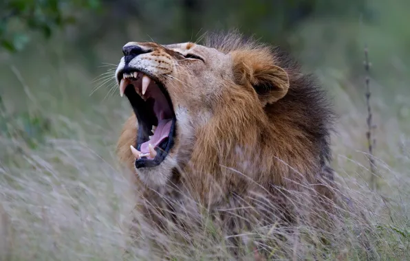 Leo, king, beast