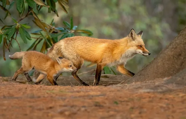 Leaves, nature, Fox, Fox, walk, a couple, cub, mom