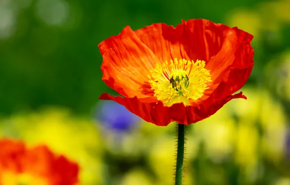 Summer, flowers, orange, yellow, red, nature, green, background