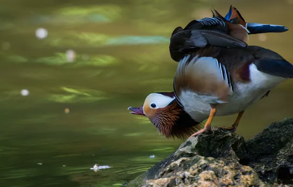 Water, nature, pose, pond, background, bird, stone, wings