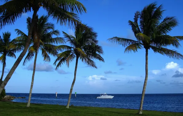 Picture tropics, palm trees, coast, Miami, FL, boat, Miami, Florida