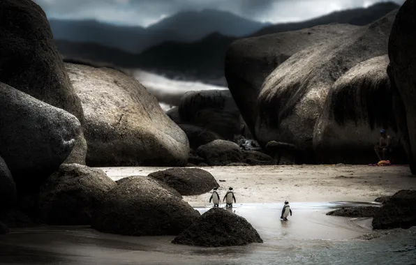 Nature, background, penguins
