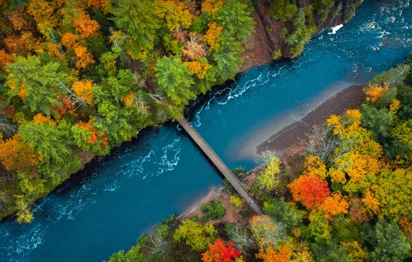 Autumn, forest, bridge, nature, river