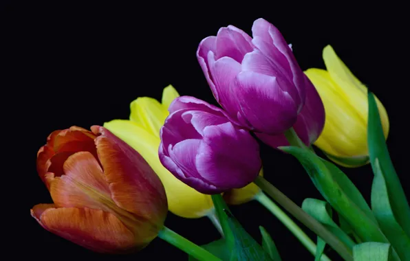 Picture buds, tulips, colorful