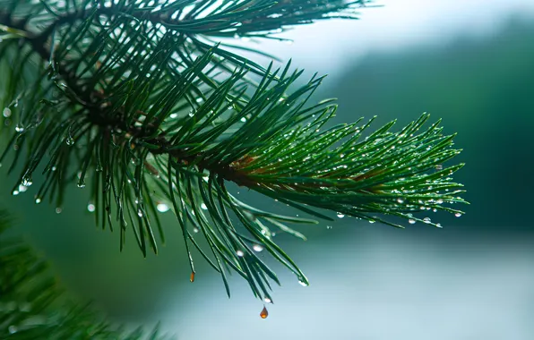 Drops, needles, spruce, branch, close