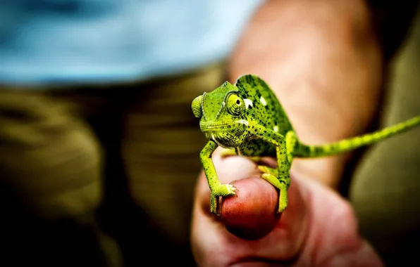 Picture TAIL, GREEN, HAND, MACRO, EYES, FINGERS, PALM, CHAMELEON