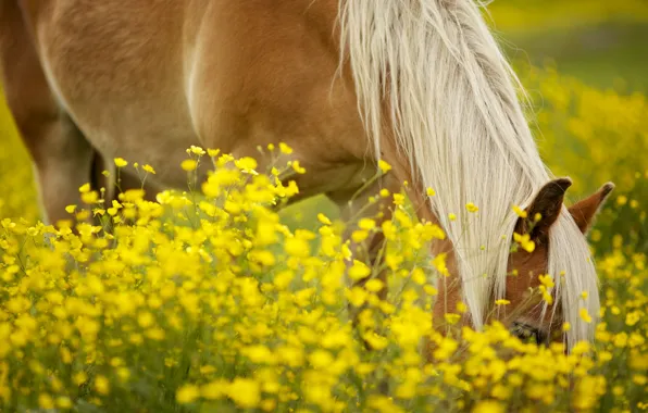Greens, field, animals, the sun, flowers, yellow, background, horse