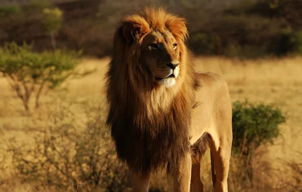 Animals, Leo, animals, lion